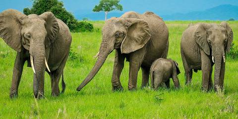 7-Day Dar to Mikumi, Ruaha, Nyerere & Back Zanzibar