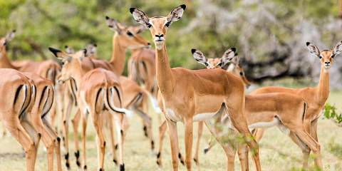 4-Day Nyerere (Selous) & Mikumi National Park
