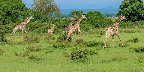 3-Day Safari by Sgr Train, Witness the Magic of Mikumi