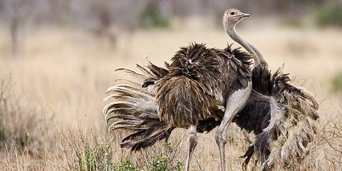 3-Day Fly-in & Fly-out Serengeti Great Migration Safari