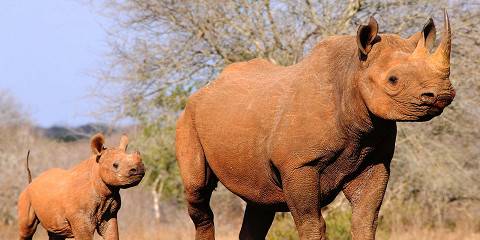 3-Day Tarangire, Ngorongoro & Mt Kilimanjaro Adventure