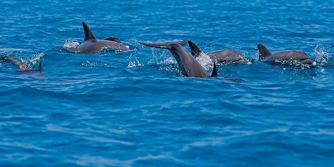 9-Day Comfort Wildlife and Zanzibar Beach Holidays