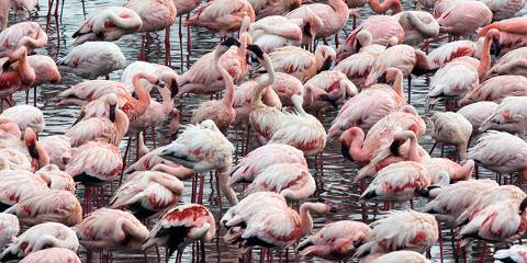 3-Day Luxury Safari, Tarangire Ngorongoro & Lake Manyara