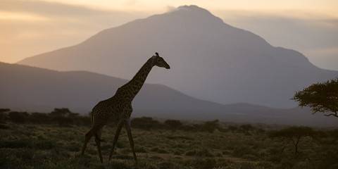 Mikumi Wildlife Adventure by Sgr Train