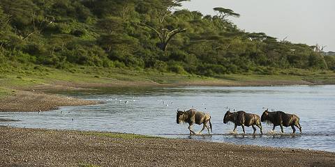 5-Day Lake Manyara, Ngorongoro, Serengeti & Tarangire