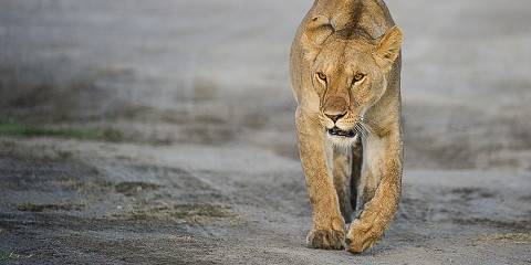 3-Day Classic Serengeti & Ngorongoro Safari Tour