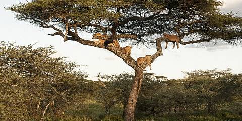 Big Five Safari-Medium