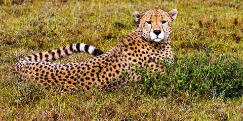 5-Day Untamed Tanzania All-Inclusive Luxury Safari