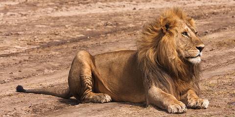 3-Day Luxury Fly in, Fly out Safari