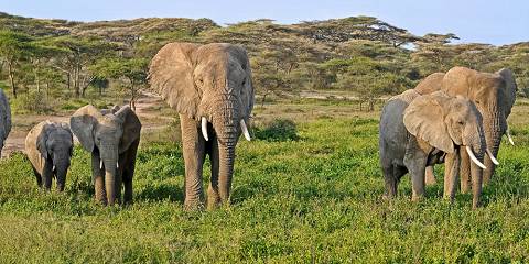 3-Day Zanzibar to Tarangire, Ngorongoro & Lake Manyara