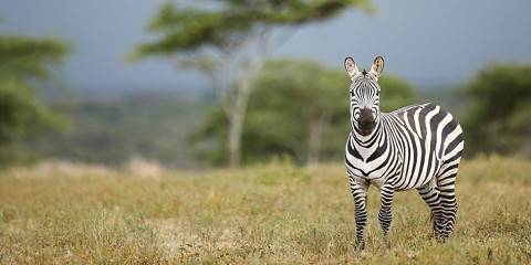 7-Day Mid-Range Serengeti & Northern Circuit Wonders