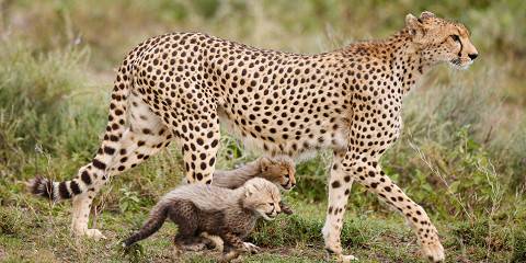7-Day Luxury Honeymoon Safari Holiday
