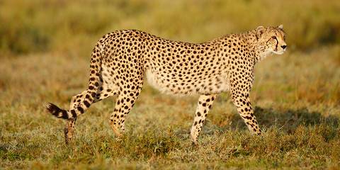 11-Day Private Kenya-Tanzania Premium Route Midrange Tour
