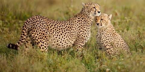 9-Day Luxury Adventure Safari in Tanzania