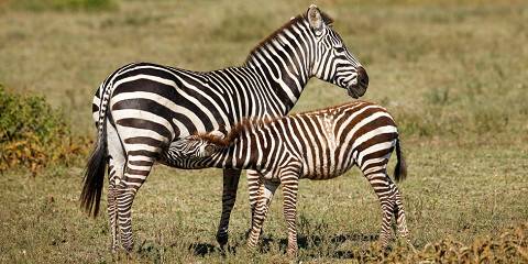 8-Day Tanzania Cultural & Safari Experience