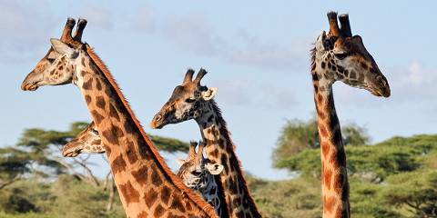 7-Day Best of Serengeti, Tarangire, & Ngorongoro