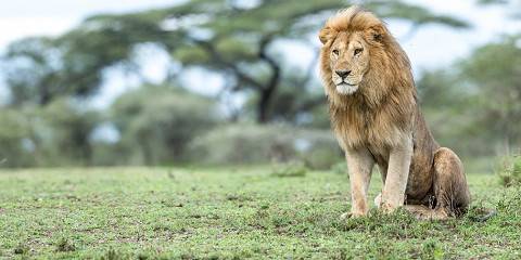 10-Day Kenya -Tanzania Combined Shared Africa Safari