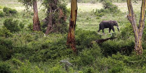 4-Day Tarangire, Serengeti & Ngorongoro Safari - Big 5