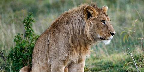 3-Day Easy & Sweet Safari for Kids