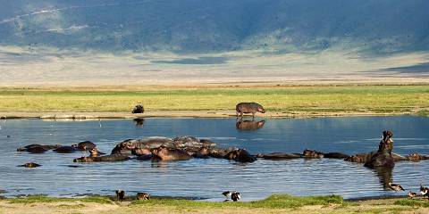 8-Day Journey Through Tanzania's Wild Heart
