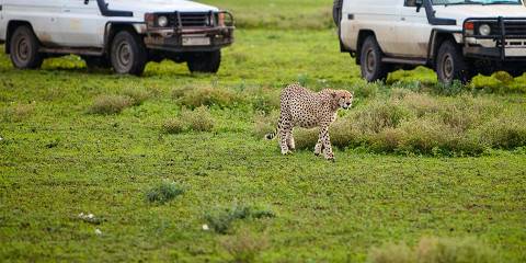 4-Day Budget Safari to Tarangire, Serengeti & Ngorongoro