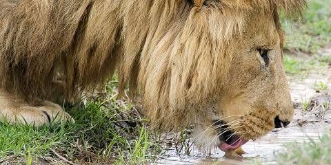 14-Day Luxury Honeymoon Adventure Safari & Zanzibar Bliss
