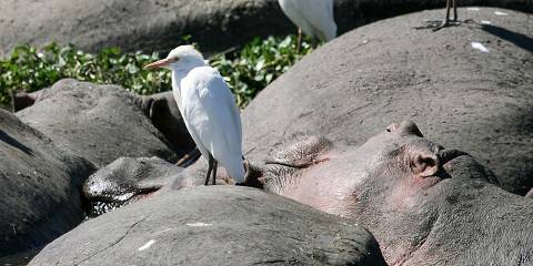 6-Day Mid-Level Safari Tour (Year-Round) in Tanzania