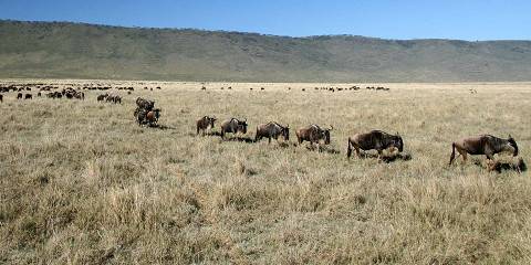 5-Day Affordable Budget Safari Adventure