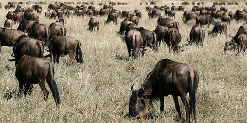 4-Day Wildebeest Calving Migration (Newborn Season)