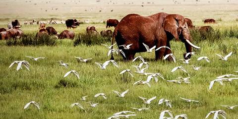 4-Day Big Holiday Package Safari