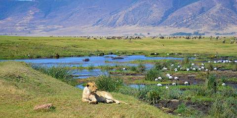 4-Day - Royal Safari to Serengeti and Ngorongoro Crater