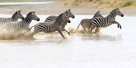 5-Day Manyara, Serengeti, Ngorongoro & Mto Wa Mbu Luxury
