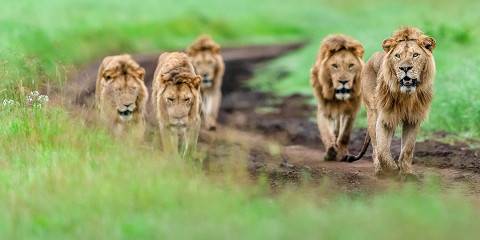 5-Day Safar Tour Tarangire Serengeti Ngorongoro Manyara