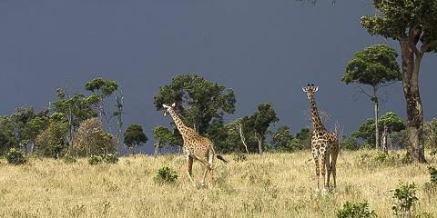 3-Day 2 Night Mid-Range Tarangire, Ngorongoro & Manyara