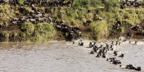 7-Day Great Migration River Crossing