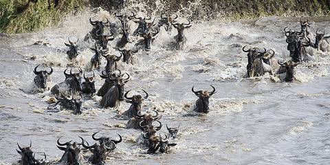 6-Day Western Grumeti River Crossing May-July