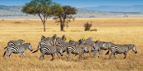 5-Day | Mid Range Private Lodge Safari