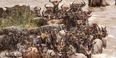 6-Day Romantic Luxury Mara River Migration Escape