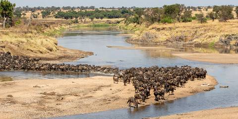 8-Day Mara River Crossing & Serengeti Adventure