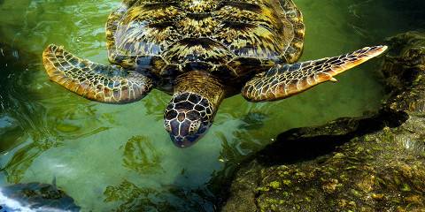 11-Day Tanzania Explorer Safari with Zanzibar Stay