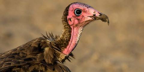 4-Day Tarangire Ngorongoro Serengeti Safari from Zanzbar