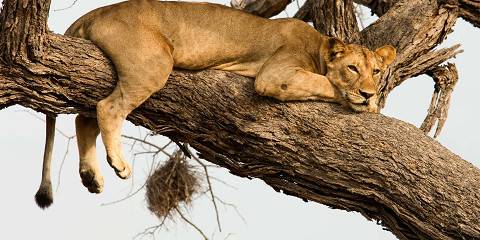 3-Day Luxury Safari Lake Manyara & Ngorongoro Crater