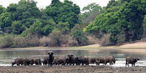 Fly in/ Fly out Nyerere NP Gamedrive&Boat Safari