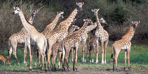 3-Day Group Camping Tour to Serengeti Ngorongoro