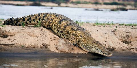 7-Day Best Safari Tanzania Iconic Parks Private Budget