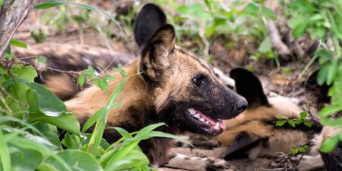 Luxury Safari Fly Zanzibar- Nyerere NP (Selous GR)