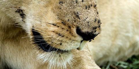 4-Day Safari in Tanzania