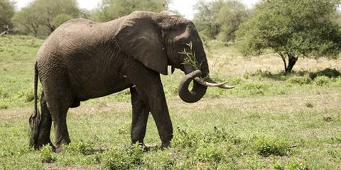 5-Day Northern Circuit Safari Big Five Experience