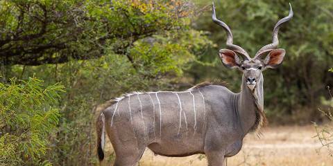 A Tarangire & Ngorongoro Safari Experience Shared