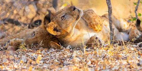 4-Day Tarangire Serengeti & Ngorongoro Camping Safari